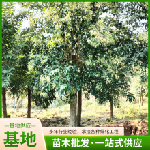 ŮؑļͥԺعľ~ŮؑG