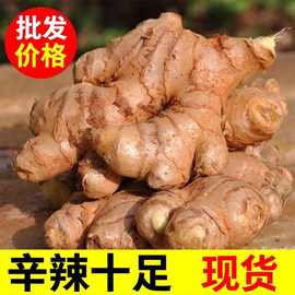 新云南小黄姜5斤红河新鲜生姜老姜现挖高山沙姜老嫩姜土姜姜蔬菜