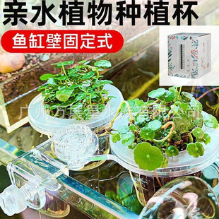 Pastoral Walk Fish Tank Hydroponic Sweet Potato Seedling with Sucker Bracket Aquatic Plants Fish Tank Decoration Sweet Potato Potted