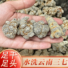 三七云南文山大货批发水洗田七食材一件代发淘宝货源全国诚招代理