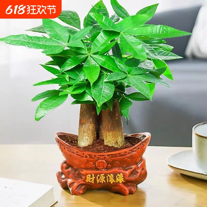 Popular Money Tree Small Potted Plant, Money Tree for Office, Formaldehyde-Absorbing Green Plant, Lucky Bamboo Hydroponic Green Plant