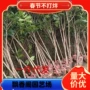 四季高杆浓香型开花花卉