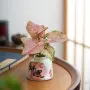 桌面水培恋人客厅合果芋