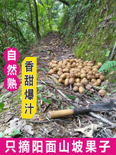 �؎X�J����С���������rˮ�������������Ұ�����Lܛ������5��