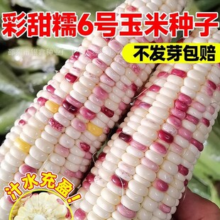 ����Ŵ6̖���׷N�Ӳ�ɫŴ���׷N��Ŵ��ԭ�b�ļ��߲˴�ȫ�߮a
