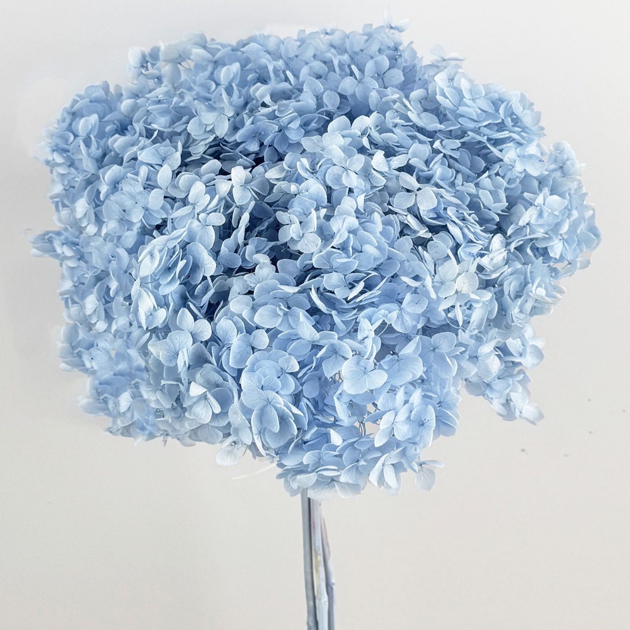 Flores eternas hortenida flores secas Anna hortenida hojas hortenida cabeza de hortenida flores eternas cubierta de vidrio material ramo diy