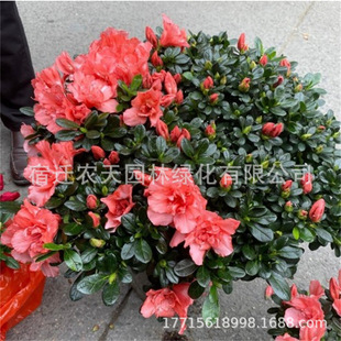 ֱ�N���N�������ļ��_����������ԭ���҃����^���Gֲ���ܺ��B�׻�