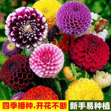 �ļ������ذ�󻨷N���ļ��_��ͥԺ�̨���Ի��ݷN���Ѵ������N��