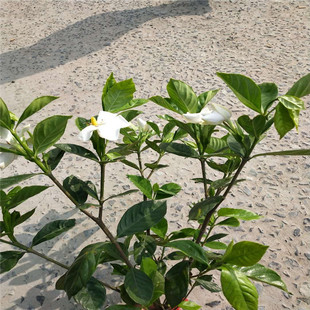 ���~�d�ӻ������󻨗d�ӈ@�־G��������ľ���G��ľ�d�ӻ���