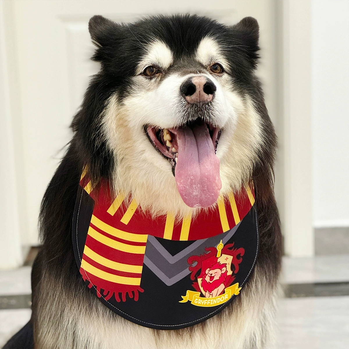 Летний король слюны bi готовит домашних животных