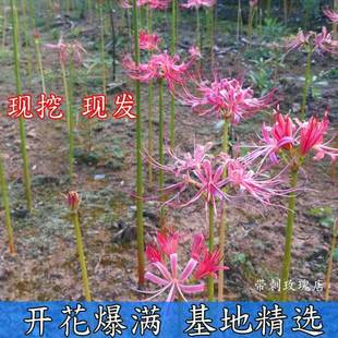 The Other Side of the Flower Bulb Perennial Manzhu Shahua Bulb Four-Season Flowering Potted Lycoris Flower Bulb Flower Potted Seeds