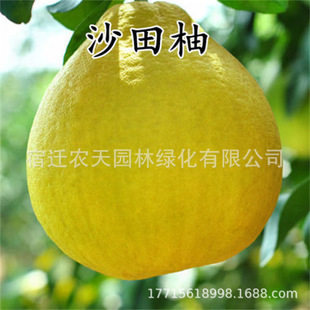 ɳ�ｭ�����ּ޽����������t�����֮���Y���ش�������ϱ����Nֲ