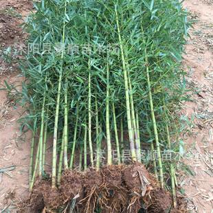 Bamboo Seedlings, Garden Plants, Purple Bamboo, Gold Inlaid Jade, Luohan Bamboo, Northern Cold-Resistant, Evergreen, Large-Scale Ground-Planted Green Bamboo Seedlings