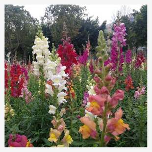 Snapdragon Flower Seeds Mixed Color Four-Season Sowing and Blooming Balcony Courtyard Potted Outdoor Easy-To-Grow Perennial Flower Seeds