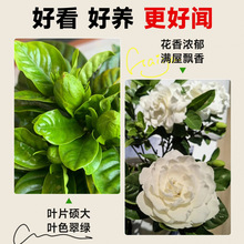 �d�ӻ����Ի��ܾGֲ���U�������ֱ�l�ļ��_�������ֲ̨����B��