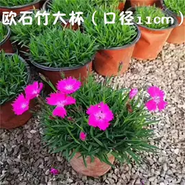 盆栽;乔木;灌木