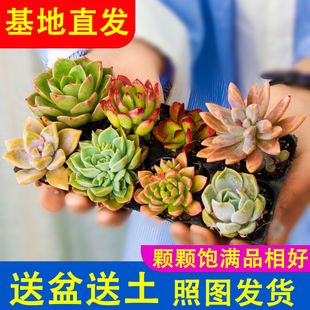 Succulent Plant Beginner Package Combination Potted Wholesale Special Clearance Large Easy-To-Grow with Pot and Soil Succulent Green Plant