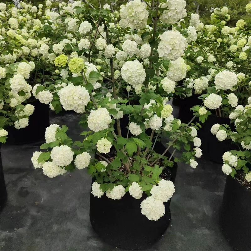 Европейская Роза Гортензия Европейская древесина Цветок гортензии Рассада Снежок Посадка в горшках Сад Морозостойкие и солнцезащитные растения