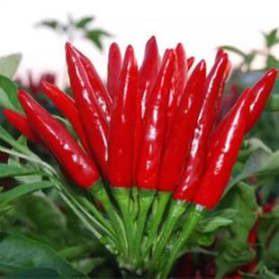 Qiangfeng Chaotian Pepper Seeds, Pepper Seedlings, Spicy Millet Pepper Saplings, Spring and All Year Round Potted Seeds and Vegetables