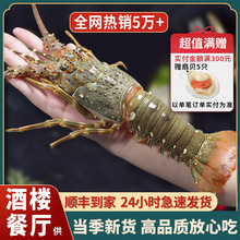 新鲜小青龙龙虾鲜活冷冻特大澳龙鲜活大龙虾澳洲特大龙虾海鲜水产