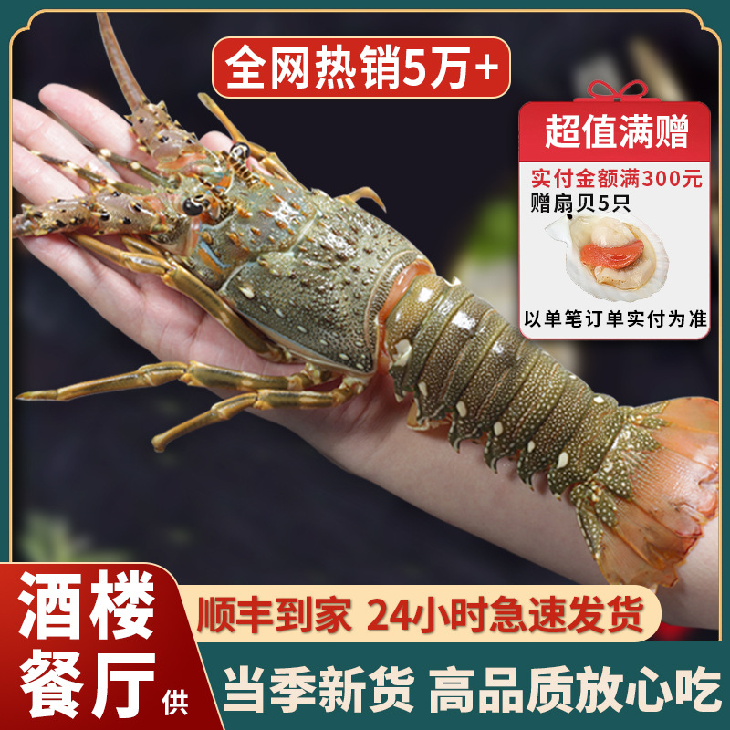 新鲜小青龙龙虾鲜活冷冻特大澳龙鲜活大龙虾澳洲特大龙虾海鲜水产