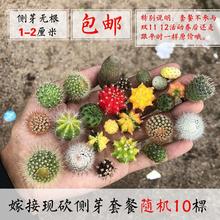 多肉彩色仙人球嫁接用侧芽花卉绿植组合盆栽多肉植物办公室反辐射