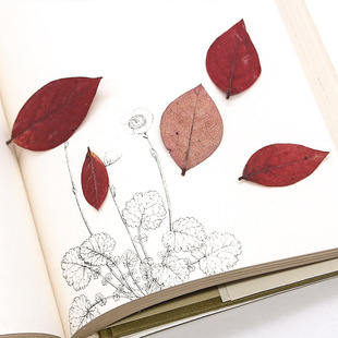 Blueberry Leaves Dried Flower Embossed Drop Glue Photo Frame DIY Handmade Material Children's Natural Plant Specimen Sticker Dried Leaves