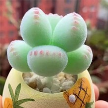 �ʡ��\������צ��ͯ�Ӷ���ֲ���ɫ�����¿�W�t�����̨�҃ȿɐ�