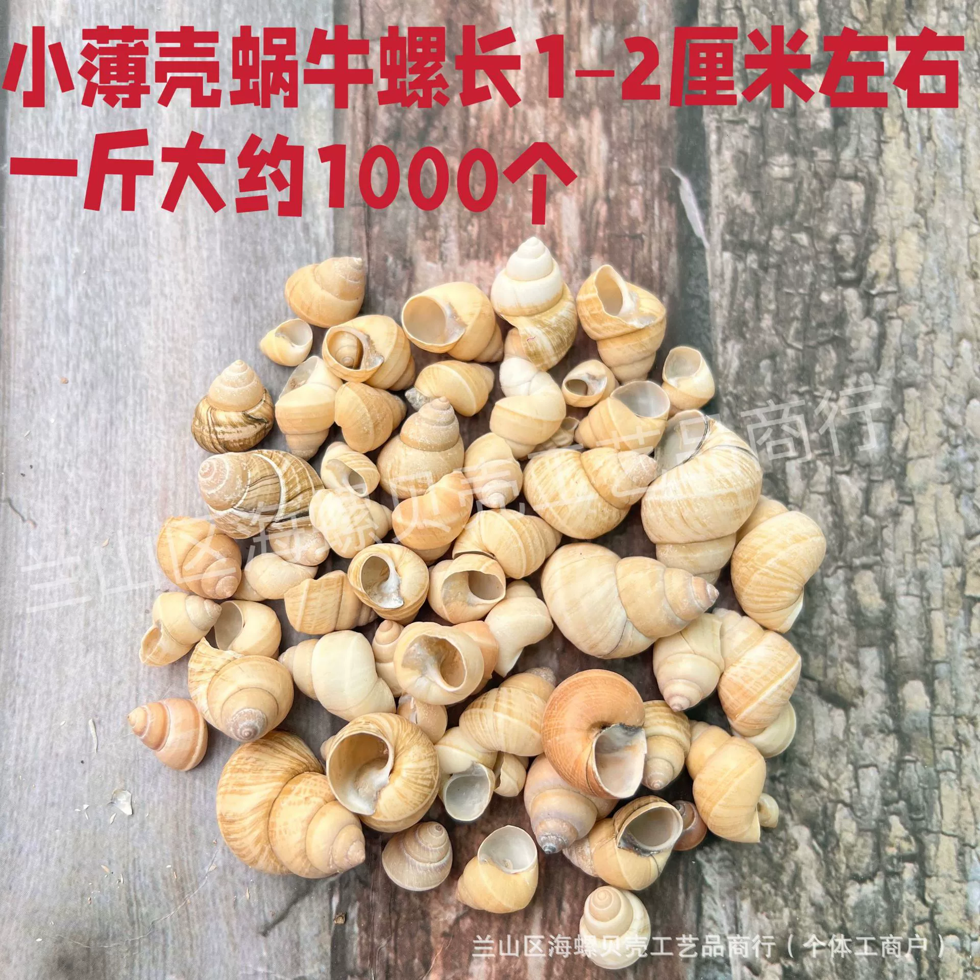 Shell Natural Shell Conch Stars Drifting Bottle Shell Crafts Wholesale Diy Handmade Shell Materials