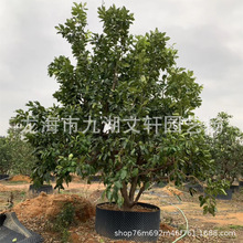 福建柚子树批发香泡树基地价格5-20公分头径规格齐全大量种植