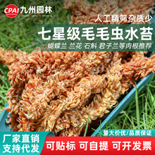 智利进口水苔毛毛虫水苔蝴蝶兰植物兰花专用土乌龟冬眠保湿干苔藓