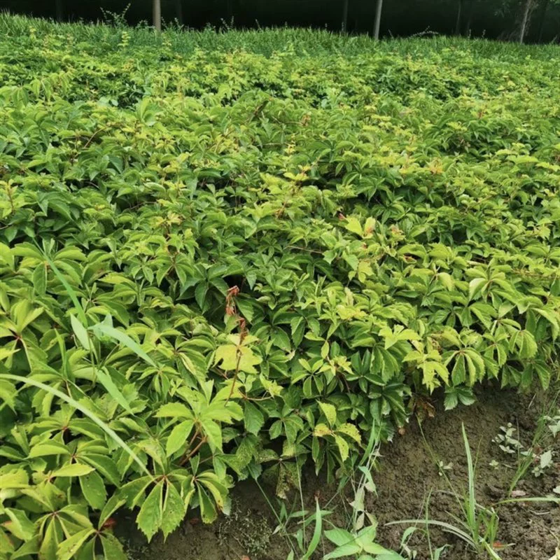 Рассада лианы с тремя листьями оптом и рассада лианы с пятью листьями вьющиеся виноградные растения со скидкой на большое количество