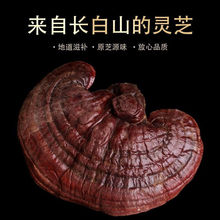 长白山整朵灵芝40-60g一朵东北林下野生灵芝泡酒料