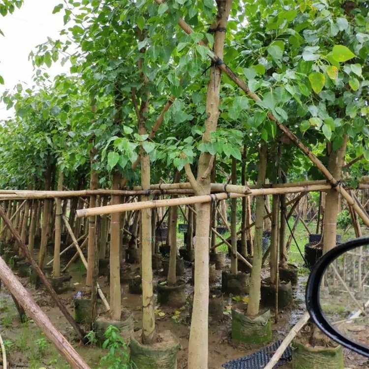 菩提榕树苗 规格齐全 庭院景区观赏性配植 园林绿化工程造景苗