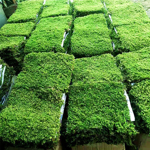 Plant Castle Fresh Moss White Hair Moss Short Velvet Moss Micro Landscape Dry Landscape Paving Large Gray Moss Manufacturer Wholesale