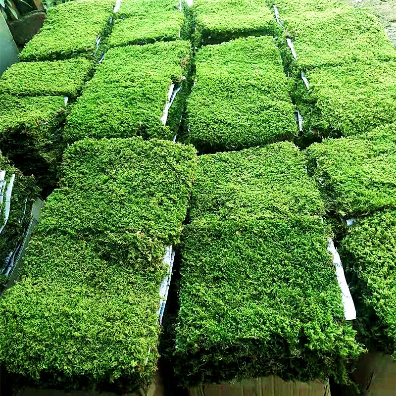 Завод замок свежий мох белые волосы мох короткий бархатный мох микроландшафт сухой пейзаж тротуар Большой Серый мох оптовая продажа с фабрики