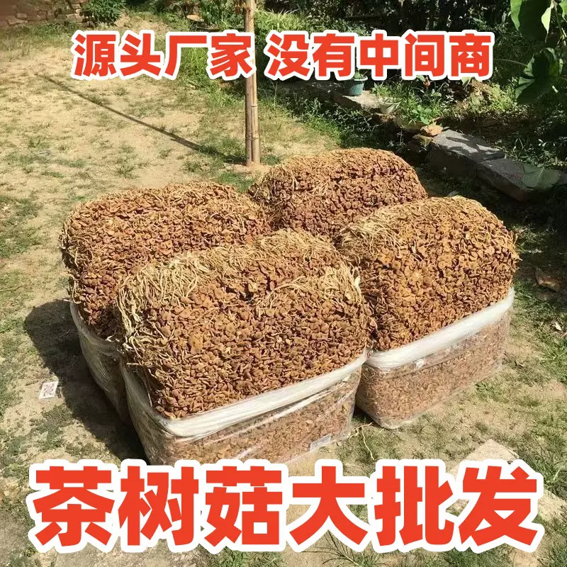 古田散装不开伞茶树菇餐饮专用食用菌批发干货民润商用商用特惠