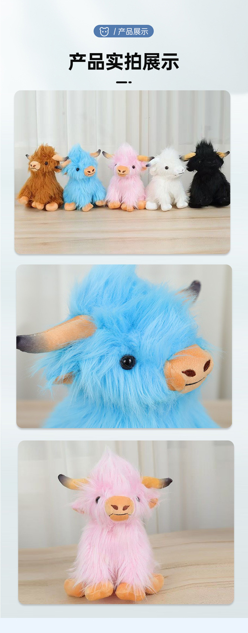 苏格兰高地牛_15