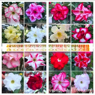 ɳĮõ��N�����l�ļ��׻����ֲ�ﻨ���^���ذ�Ʒ�N�Gֲ���ԷN��