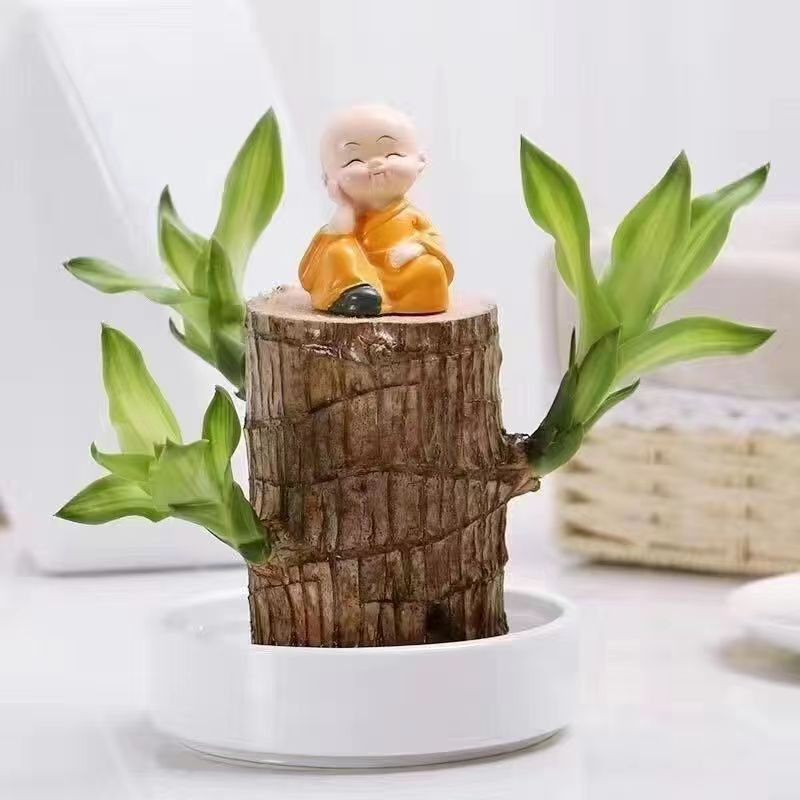 6- 7cm [발아 가능] 브라질 나무 + 흰색 냄비 + 작은 스님