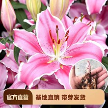 批发 香水百合种球 多季开花百合花苗带芽发货 四季盆栽 观赏花卉
