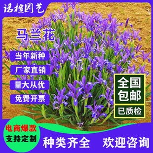 �R�A�N���Rɏ���������R�m�����ͺ��ͺ��׻�N�����ļ����N�_��