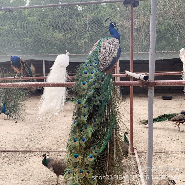 Декоративные Павлин продажа длинный хвост Павлин цена Павлин саженцы продажи живут в наличии Павлин саженцы цена