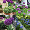 The Dutch imported flowers and green onions, potted flowers and plant plants, plants planting flowers root stems blossoming