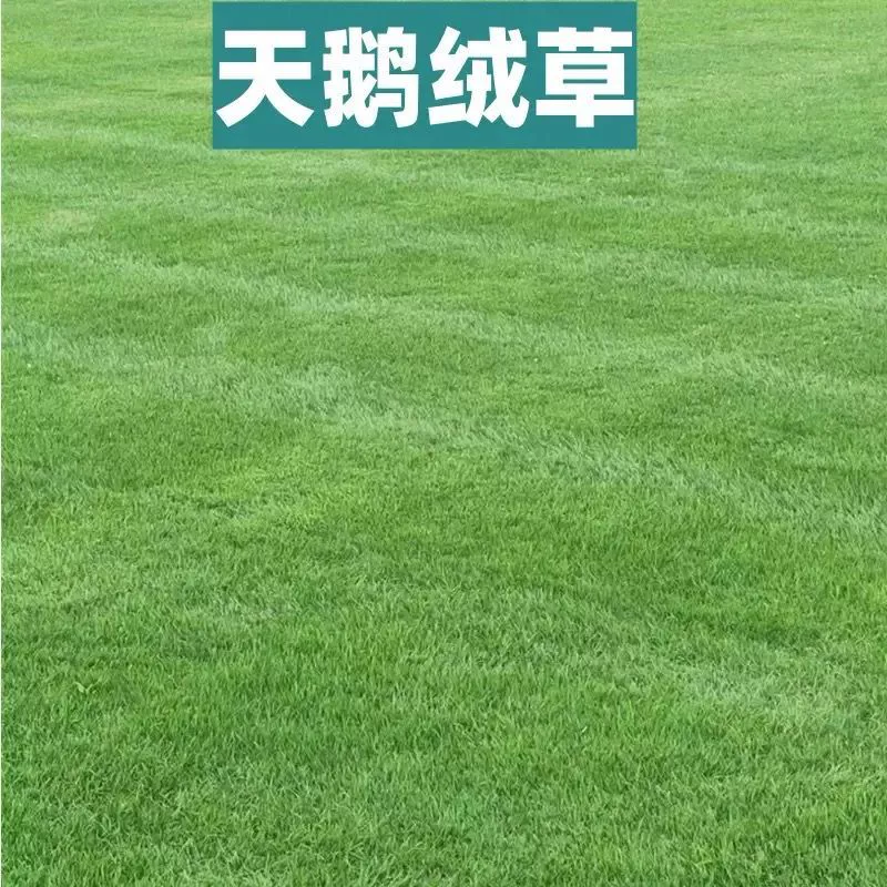 2 травяных зеленых ковра из натуральной травы, всесезонная зеленая почва, газон для двора, плотная почва с газонным покрытием, гномья натуральная трава, цветы, ультранизкие.