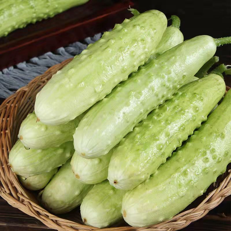 山东海阳白玉黄瓜新鲜现摘蔬菜4.5-5斤脆嫩水果黄瓜生吃