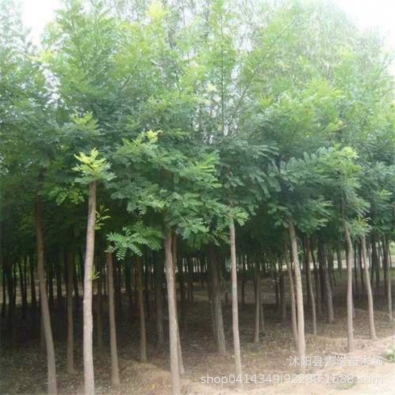 Продать Sophora japonica саженцы Sophora japonica озеленение проекта саженцы полные спецификации Большая скидка