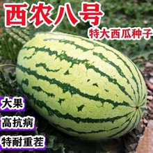 百合种球郁金香种子紫叶酢浆草正宗大花葱进口巨型西农八号种籽懒