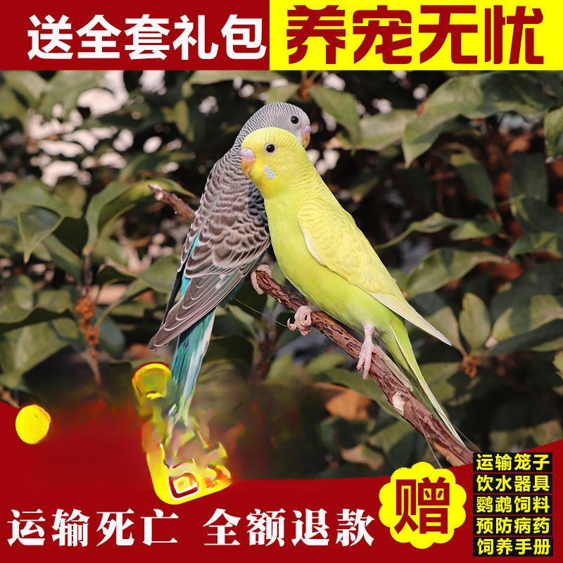 노란 호랑이 가죽 + 파란 호랑이 가죽 (Baoxue 말하기) 커플 매칭