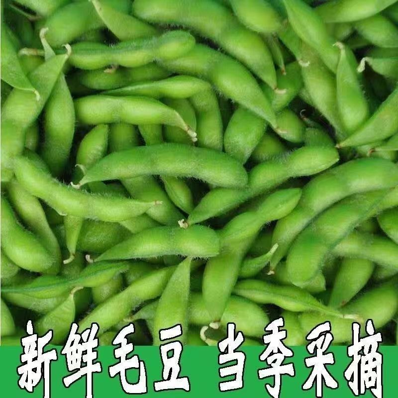 毛豆江西特产现摘现发新鲜上市新鲜带壳角青豆厂家直销厂家批发|ms